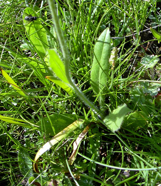 Aiuto per determinazione Hieracium